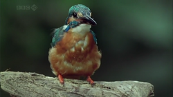 Common Kingfisher, NatureRules1 Wiki