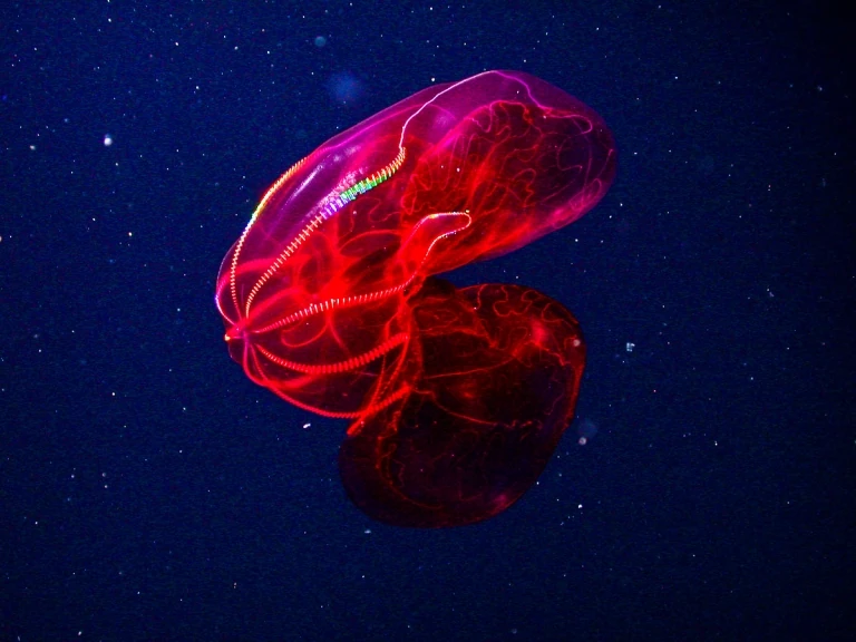 Bloodybelly Comb Jelly NatureRules1 Wiki Fandom