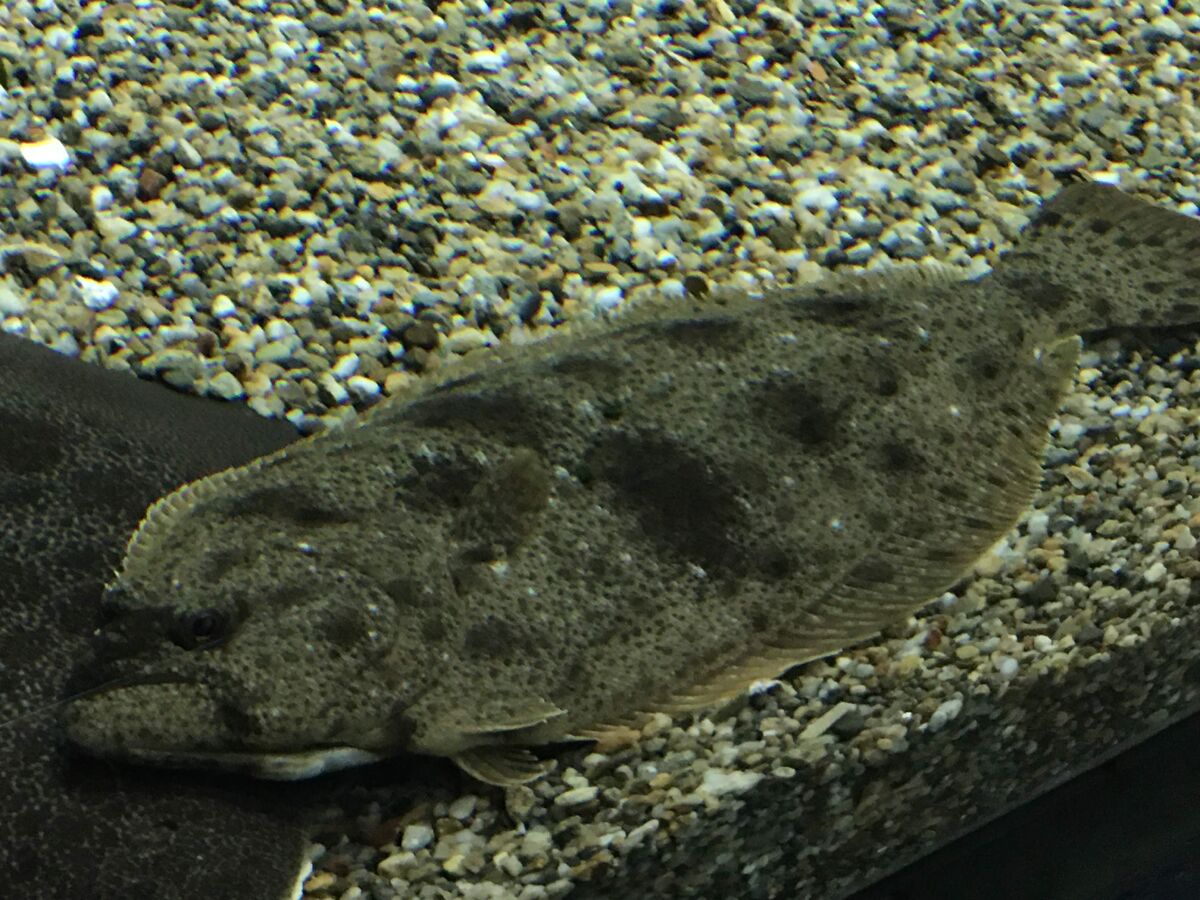 Olive Flounder, NatureRules1 Wiki