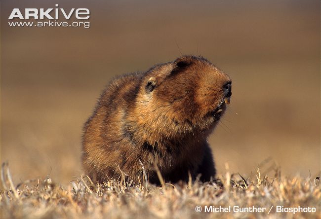 King African mole-rat - Wikiwand