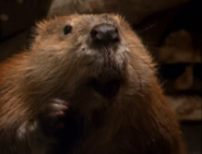 Really Wild Animals (1993-1998)
