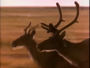 Really Wild Animals (1993-1998)
