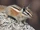 Alpine Chipmunk