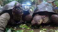 The Secret Life of the Zoo (2016-2021)