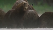 Wild Brazil (2014)