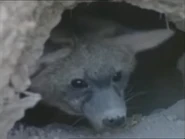 Wildest Africa (1995)