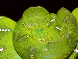 1200px-Emerald tree boa444