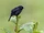 Black Flowerpiercer