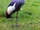 Grey Crowned Crane