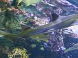 Banded Houndshark