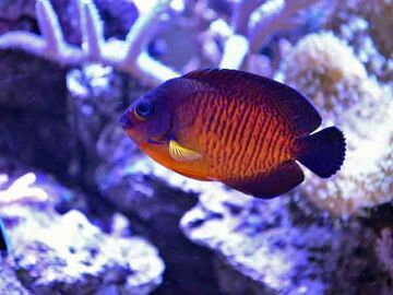 Coral Beauty NatureRules1 Wiki Fandom