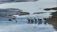 Earth's Great Rivers (2018)