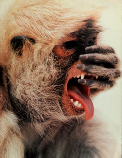 Geoffroy's Spider Monkey | NatureRules1 Wiki | Fandom Geoffroy's Spider Monkey | NatureRules1 Wiki | Fandom