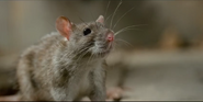 Tiny Creatures (2020)