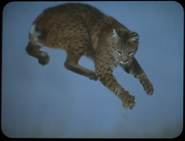 Wild America (1997)