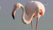 Wild Iberia (2014)