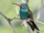 Broad-billed Hummingbird
