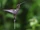 Long-billed Hermit