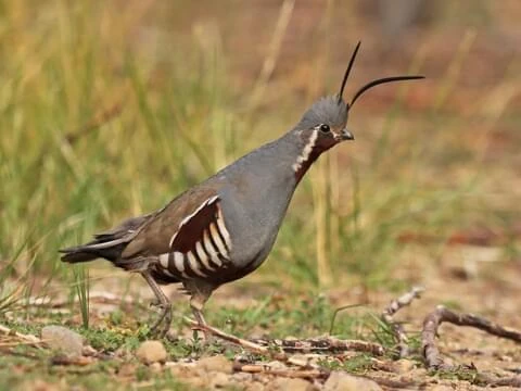 Mountain Quail | NatureRules1 Wiki | Fandom