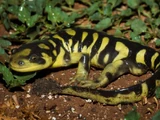 Tiger Salamander