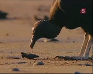 Crossroads of Nancite (1996)