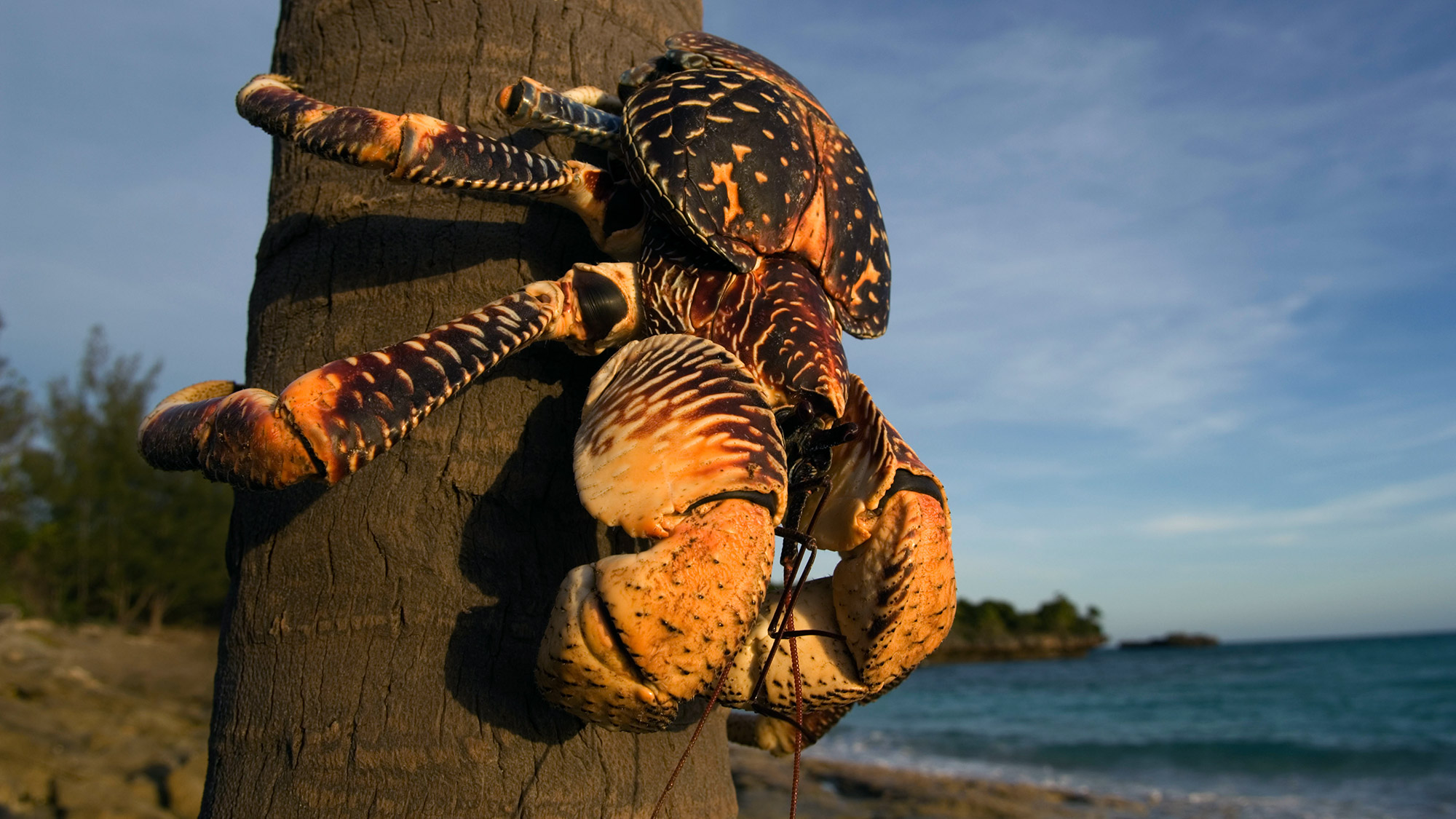 giant coconut crabs edible