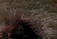 Running Wild (1992)