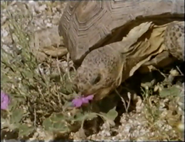 Saguaro (1990)