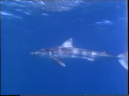 Shark Encounters (1993)