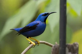 Shining-Honeycreeper-RL-2a-800x530