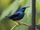Shining Honeycreeper