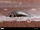 Common Whirligig Beetle