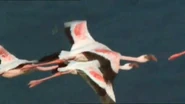 Wild Africa (2001)