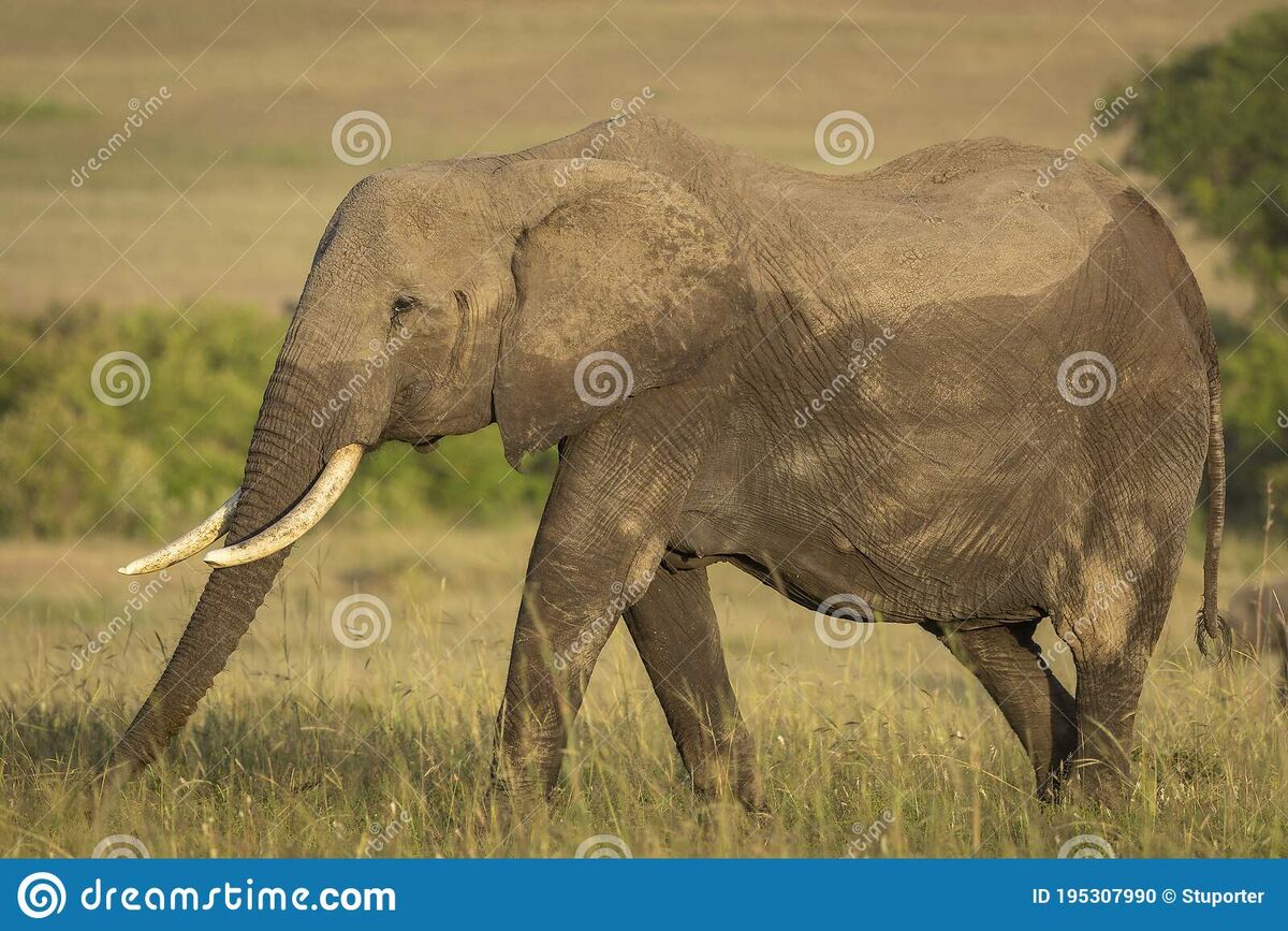 African Bush Elephant | NatureRules1/Samwei1234/GavenLovesAnimals Wiki