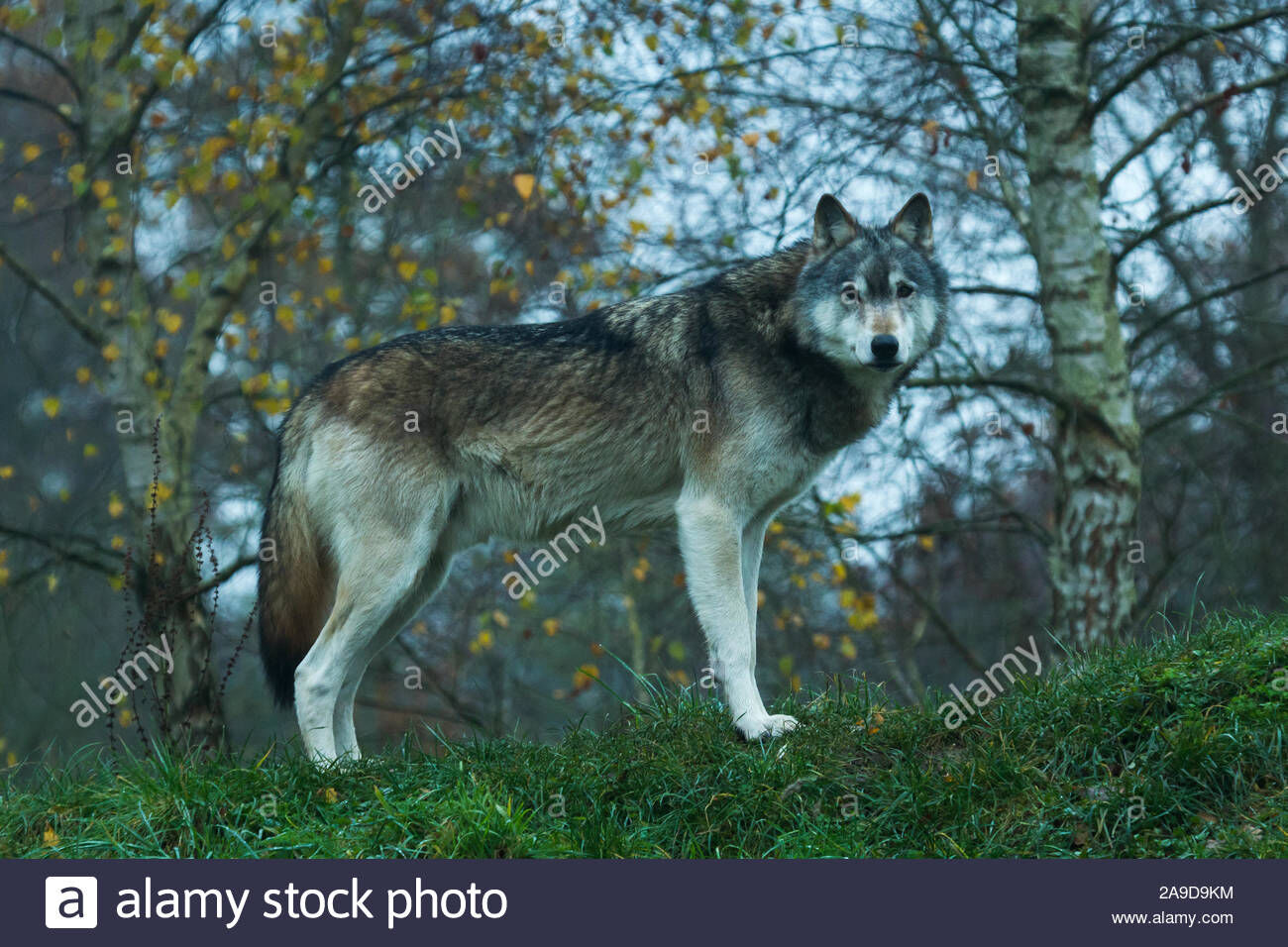 Northwestern wolf - Wikipedia