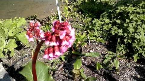 Bergenie "Admiral" (Bergenia-Hybriden) im Botanischen Garten Augsburg