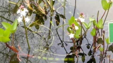 Fieberklee_(Menyanthes_trifoliata)_im_Botanischen_Garten_Augsburg