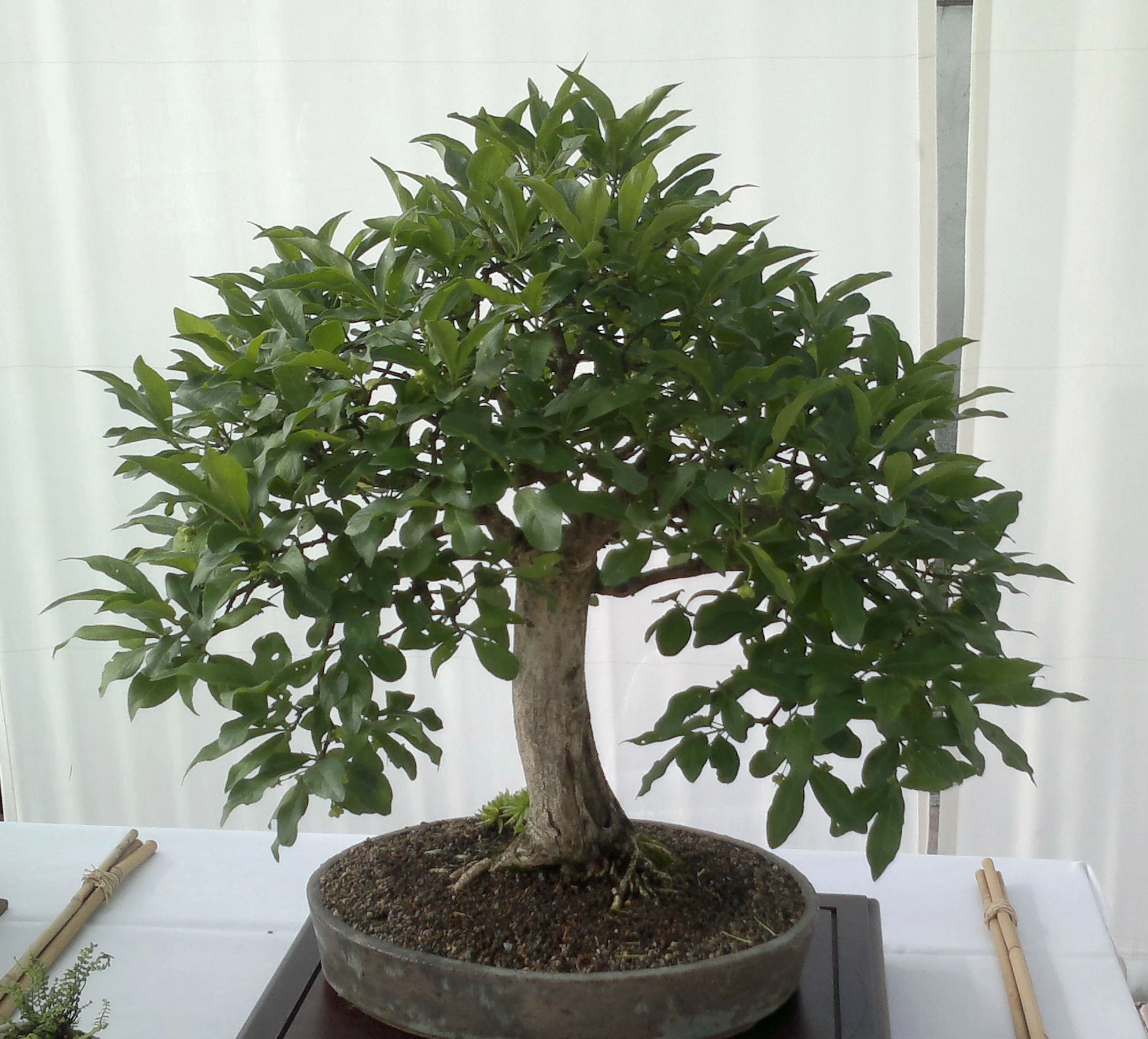 Pfaffenhtchen (Euonymus europaeus) Bonsai  im Botanischen Garten Augsburg   22. Juni 2013 | NatureWatch Wiki | Fandom