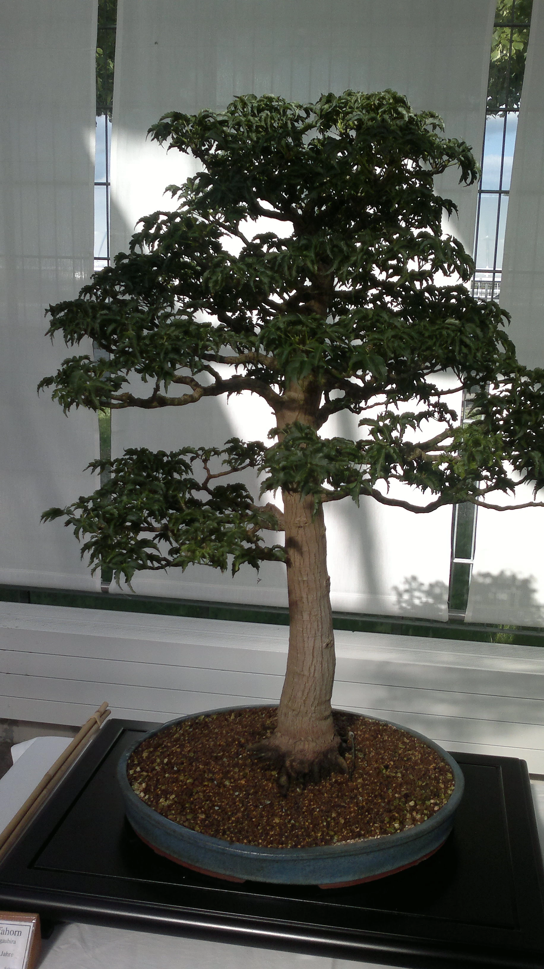Lwenkopf-Ahorn (Acer palmatum 'Shishigashira') Bonsai  im Botanischen  Garten Augsburg  22. Juni 2013 | NatureWatch Wiki | Fandom