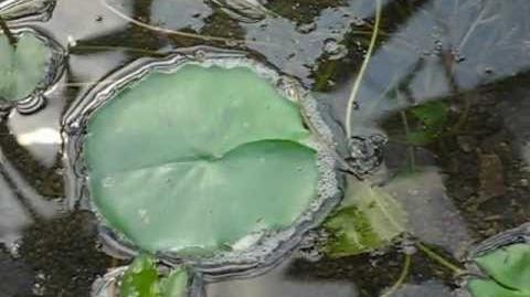 Dr. Moore (Nymphaea-Hybriden) im Botanischen Garten in Augsburg - 04. Mai 2012