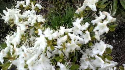 Japanische_Azalee_"Adonis"_(Rhododendron_x_obtusum)_im_Botanischen_Garten_Augsburg