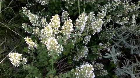 Bergminze (Calamintha nepeta) im Botanischen Garten Augsburg - 05. September 2013