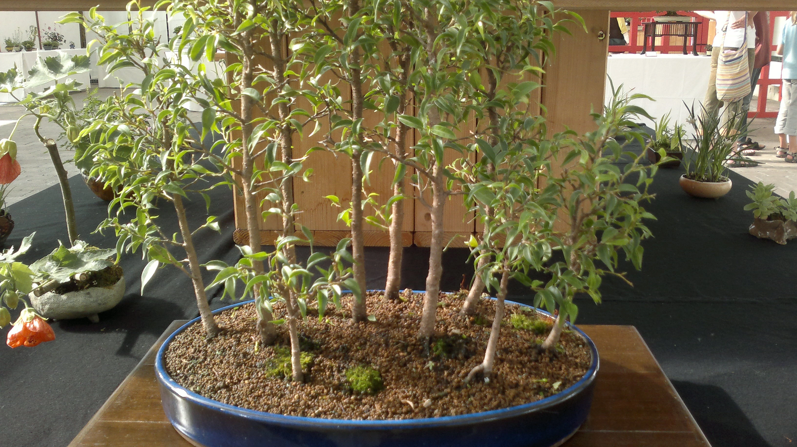 Gummibaum (Ficus pandora) Bonsai - im Botanischen Garten Augsburg - 22.  Juni 2013 | NatureWatch Wiki | Fandom