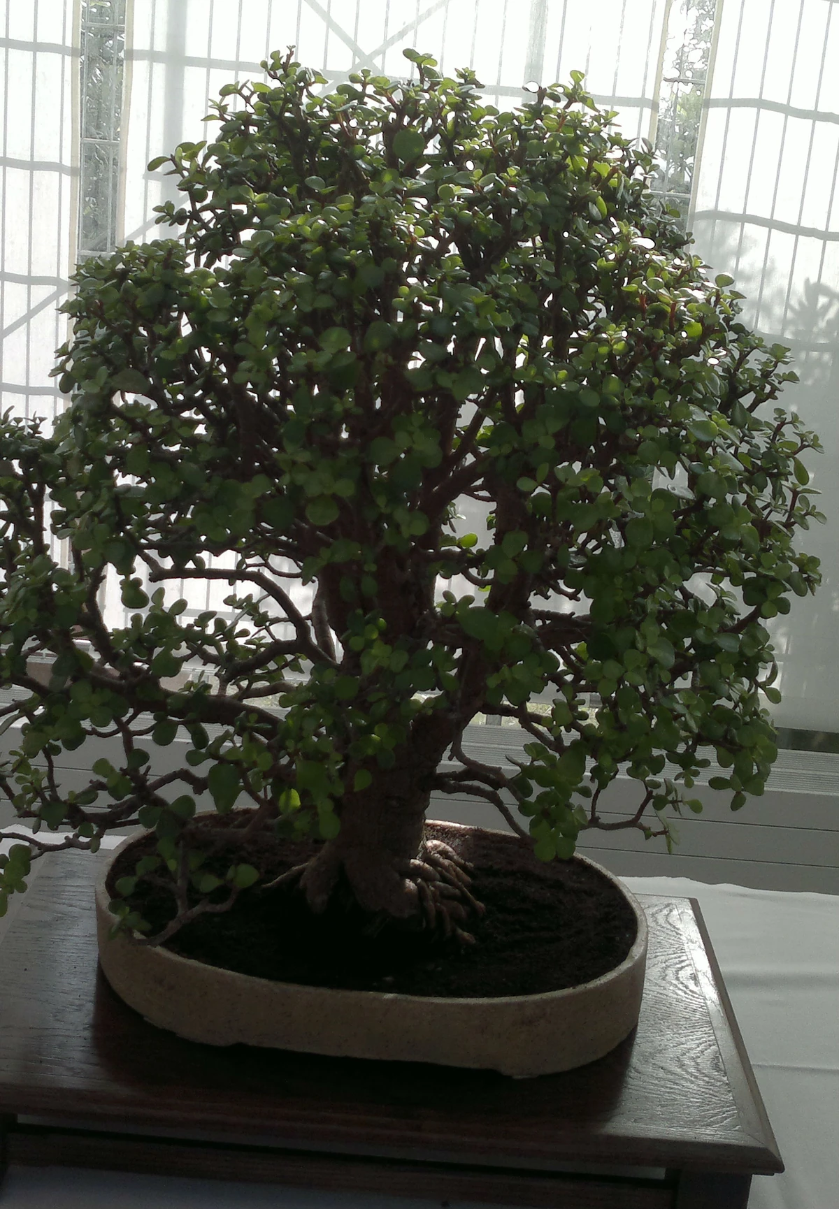 Jadebaum (Portulacaria afra) Bonsai im Botanischen Garten Augsburg