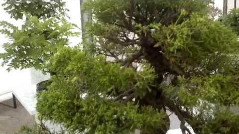 Chinesische Wacholder (Juniperus chinensis) Bonsai - im Botanischen Garten Augsburg