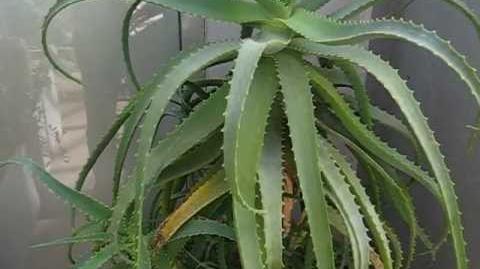 Baum-Aloe (Aloe arborescens) im Botanischen Garten in Augsburg