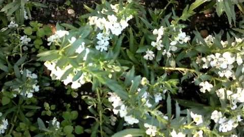 Angelonie_"Improved_White"_(Angelonia_gardneri)_im_Botanischen_Garten_Augsburg