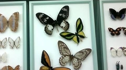 Schmetterlinge_(Lepidoptera)_im_Naturmuseum_Augsburg