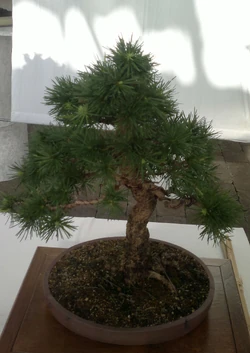 Europische Lrche (Larix decidua) Bonsai  im Botanischen Garten Augsburg   22. Juni 2013 | NatureWatch Wiki | Fandom