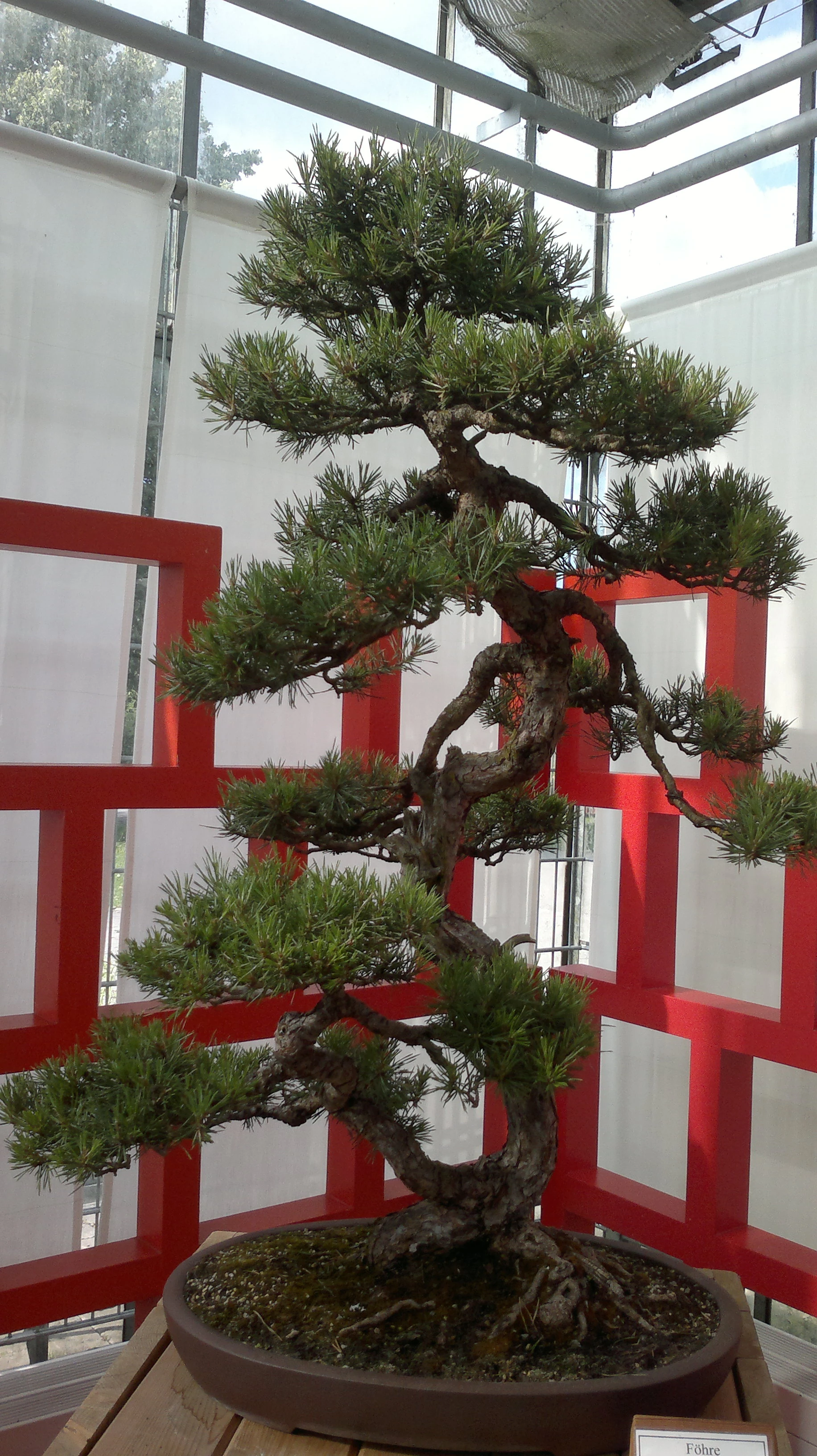 bonsai puzzle Bonsai Puzzle, Pine Tree main image 1